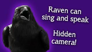 Fable the Raven | Raven speaks and sings...hidden camera!