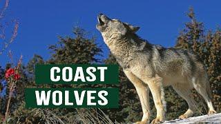 The Coastal Wolves of Canada