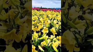 Blooming Garden Bliss with Calm Music – SM House Vlog | #shorts