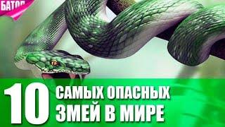 топ 10 самых ядовитых змей в мире