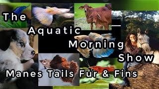 The Aquatic Morning Show