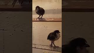 Маленькие монстрики)