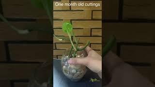 Indoor plants in Water | One month old from cuttings | Indoor plants ideas