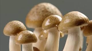 과학할고양 - 버섯