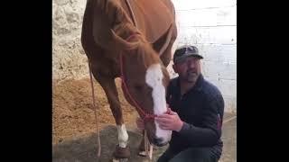 How to gain respect from your horse and not lose your temper!