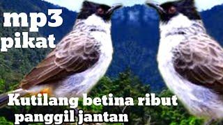 suara kutilang betina memanggil jantan mp3. pikat burung kutilang betina ribut panggil jantan