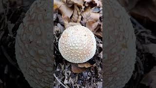 28 октомври 2024 г. Червена мухоморка,Amanita muscaria,слабоотровна лечебна гъба,мускарин,хиБългарка