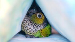 10 conure parrot sounds and what they mean | black capped conure, Sunny