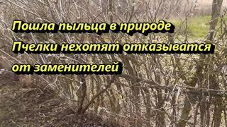 Обилие пыльцы в природе, но пчелы предпочитают заменитель.