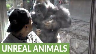 Omaha Zoo Silverback Gorilla repeatedly attacks visitors