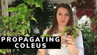  How to Propagate Coleus ~ Y Garden 