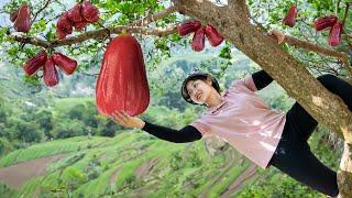 Harvesting  Plum Fruit To Market Sell - Plant a green vegetable garden | Lucia Daily Life