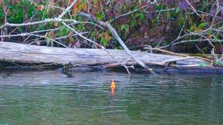 A FULL Day of King Salmon Fishing - Float Fishing BOBBER DOWNS!