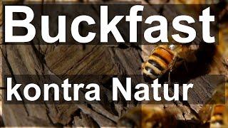 Buckfast-Biene zerstört Natur-Bienen? Das solltest Du wissen!