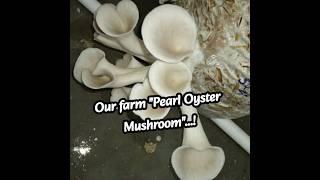 Part-VI : Our farm Pearl Oyster Mushroom...!#oystermushroom ##oystermushrooms #shortsfeed #mushroom