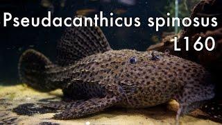 Pseudacanthicus spinosus L160 - Rio Tocantins