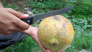 Trying to cut wood apple by knife | Fruits Cutting skills