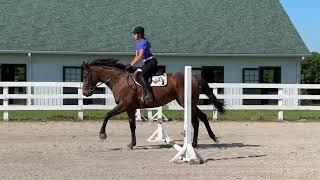 INSTINCT (jumping) - Adoptable Thoroughbred Mare - New Vocations