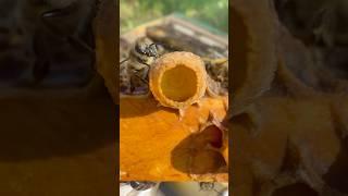 Honey bee Queen cell management