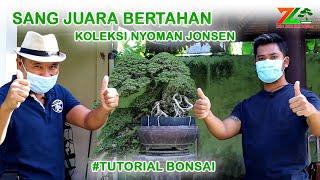 SANTIGI SANG "JUARA BERTAHAN" ( Koleksi Kolektor Muda #Nyoman Jonsen )