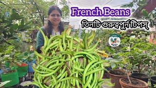 ছাদ বাগান থেকে অনেকটা বিনস্ তোলা হলো।। French Beans harvesting।। Greeny Pots।।