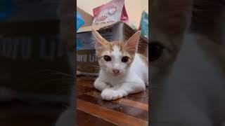 Domestic Short Hair Kitten For Adoption - 3 Months, Di Yi from Subang Jaya, Selangor