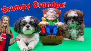 Assistant Plays Grumpy Grandpa With Funny Dogs Waffles and Wiggles