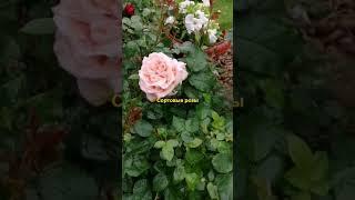 Сортовые розы в моем саду! Июнь!