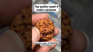 Top quality nepali 4 mukhi rudraksha collector piece #youtubeshorts #shorts #rudraksha