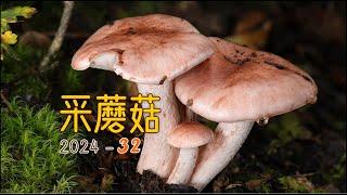 采蘑菇2024 32. 在香格里拉采蘑菇，牛肝菌爆篮啦！