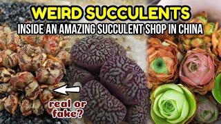 RARE AND WEIRD SUCCULENTS FOR SALE IN CHINA 多肉植物 || Tour inside this succulent Shop in Qingdao