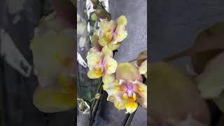 #мечта #данапротасова #орхидеи #orchid #фаленопсис #орхидеибабочки