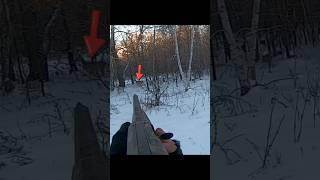 охота на оленей в дикой природе на снегу #охотанасевер #охотанаснегу#зимняяохота #охотанадикогооленя
