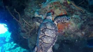 Kerry Daly Scuba Production- Best of Cozumel Diving, December 2016