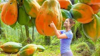 Surviving in the Forest - Harvesting Ripe Papaya & Go To Market Sell,Building A Daily Life