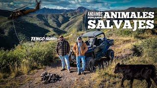 Regrese A Buscar Los Animales Salvajes De Este Cañon!