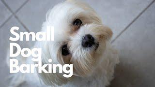 Small Dog Barking Sound Effect | 10 Hours