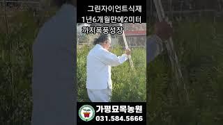 그린자이언트식재후1년2미터까지폭풍성장완전속성수입니다