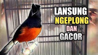 Murai Bisu langsung Ngeplong dan Gacor Dengar Suara Pancingan Murai Batu ini