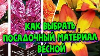 КАК ВЫБРАТЬ ПОСАДОЧНЫЙ МАТЕРИАЛ ЦВЕТОВ,ХВОЙНЫХ,КУСТАРНИКОВ ВЕСНОЙ/Елена Мир Семян и Цветов