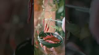 выращивание дома красного перца и других вкусных растений.