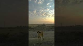 take a picture of playful dog عکاسی از سگ در بیابان#shorts