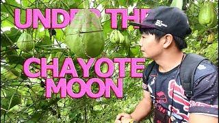 SAYOTE 'Green Gold' Province of the Philippines | Vlog 028