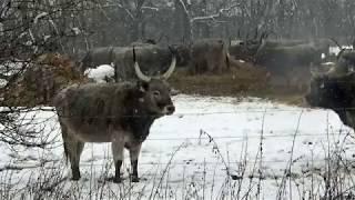 Fertö Hanság Nemzeti Park