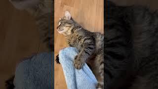 Adorable Cat Love Bites! Meet Murka: The Affectionate Feline ️#shorts #viral #love #cat