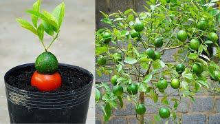 Secret To Growing Lemons That Produce 100 Times More Fruit