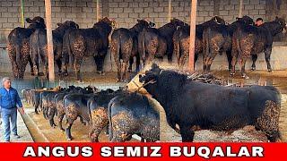 ANGUS BUQALAR ️ 90-629-99-01 ZODLI SEMIZ BUQALAR SOTILADI ARZONCHI AKA