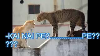 cat fight!!(γάτες τσακώνονται)!!