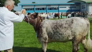 Beef Shorthorn Judging at the Royal Highland Show 22nd June 2023