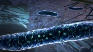 Powering the Cell: Mitochondria Animation